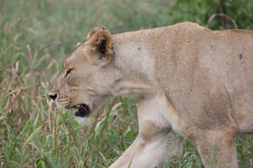 A lioness walking through the grass in the Zebra Hills private game reserve in Hluhluwe, South Africa.