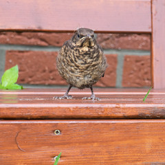 young songbird / Young thrush standing on a lawn chair 