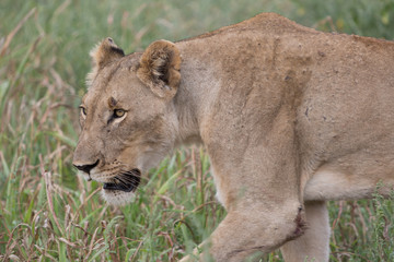 A lioness walking through the grass in the Zebra Hills private game reserve in Hluhluwe, South Africa.