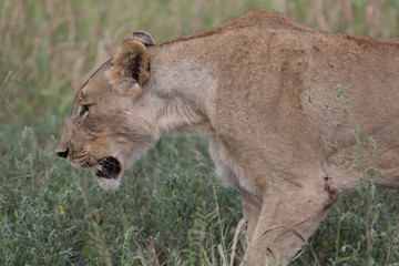 A lioness walking through the grass in the Zebra Hills private game reserve in Hluhluwe, South Africa.