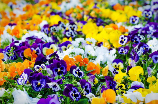 Background Of Summer Flowers, Meadow Of Vivid Pansies (violas), Selective Focus, Shallow Depth Of Field