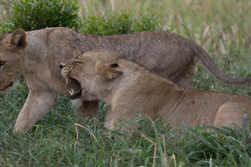 Obraz premium A lioness yawns whilst relaxing in the grass in the Zebra Hills private game reserve in Hluhluwe, South Africa.