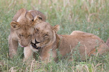 A lioness yawns whilst relaxing in the grass in the Zebra Hills private game reserve in Hluhluwe, South Africa.