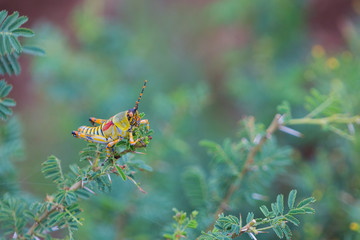 A locust sits on the end of an acacia thorn tree branch in the Zebra Hills private game reserve in Hluhluwe, South Africa