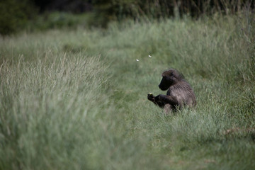 A male baboon sits on the ground eating an apple amid wild butterflies in the Dragon Peaks park in the Drakensberg, South Africa.
