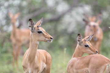A heard of impala ewes stand in a copse of trees in the Zebra Hills private game reserve in...