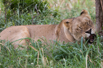 A lioness relaxing in the grass in the Zebra Hills private game reserve in Hluhluwe, South Africa.