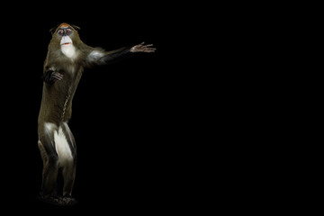 De Brazza's Monkey Standing and call to visit on Isolated Black Background