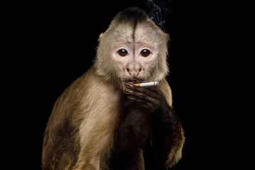 Fototapete Affe Rauchender Kapuzineraffe auf isoliertem schwarzem Hintergrund