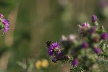 bumblebee at work