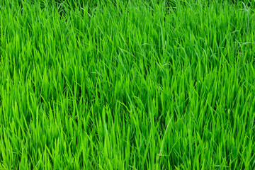 Rice field