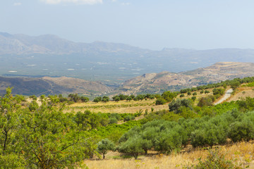 Fototapeta na wymiar Olives trees