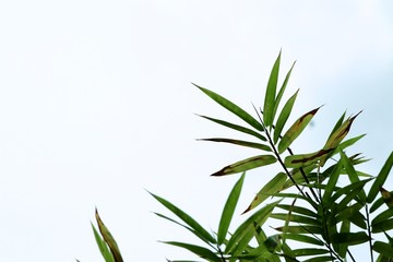 bamboo leaves