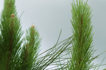 pine leaves