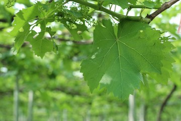 Grape leaves