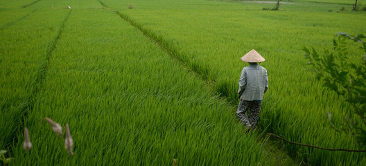 Vietnamese rice paddy