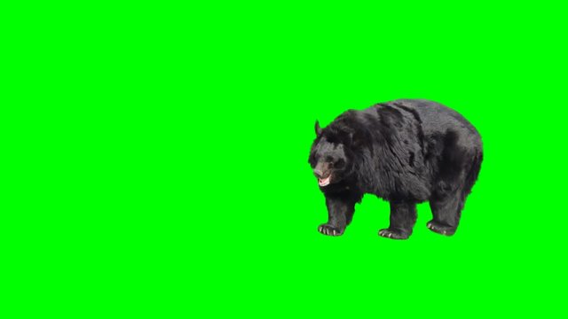 Asian black bear walking across the frame on green screen, real shot, isolated with chroma key, perfect for digital composition, cinema, 3d mapping