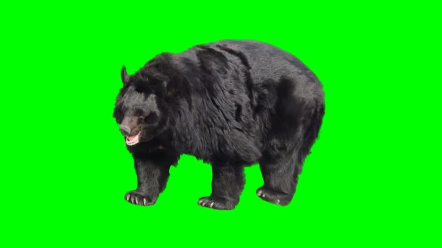 Asian black bear walking seamlessly looped on green screen, real shot, isolated with chroma key, perfect for digital composition, cinema, 3d mapping