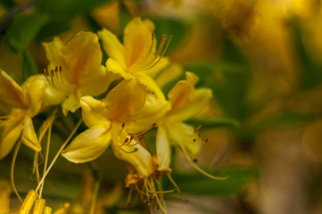 yellow flower tree close-up