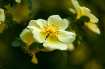 Obraz na płótnie Canvas yellow flower tree close-up