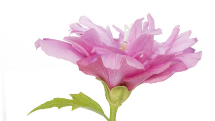 Fully developed hibiscus flower against white background