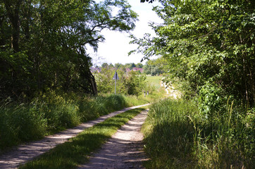 Fototapeta na wymiar Path lined by trees and bushes