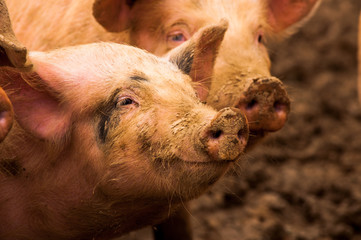 Pigs grazing outdoors in muddy farm field
