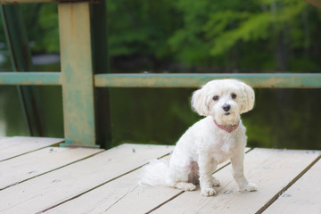 Dog on bridge