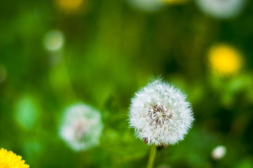 Dandelion seeds in the morning sunlight blowing away across a fresh green background