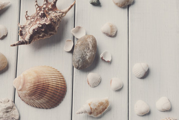 Seashells on white wood, sea vacation background