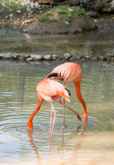 Flamingo birds at the zoo