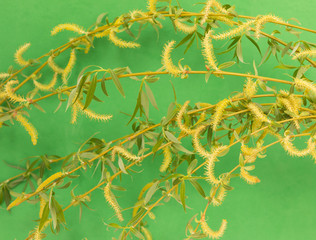 Branches of a flowering willow on a green background © studybos