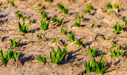 Bulbs on the dirt in early spring