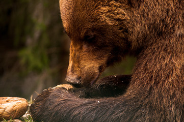 Closeup profile of brown bear feeding on carrots