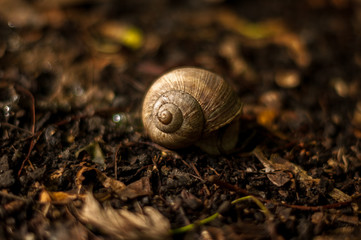 Snails Common, striped garden snail in dirt.