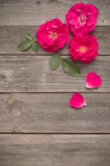 Naklejka na ściany i meble red rose on wooden background