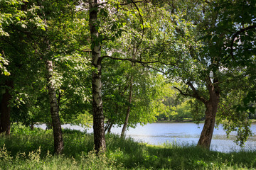 Fototapeta na wymiar A small pond in a summer forest.