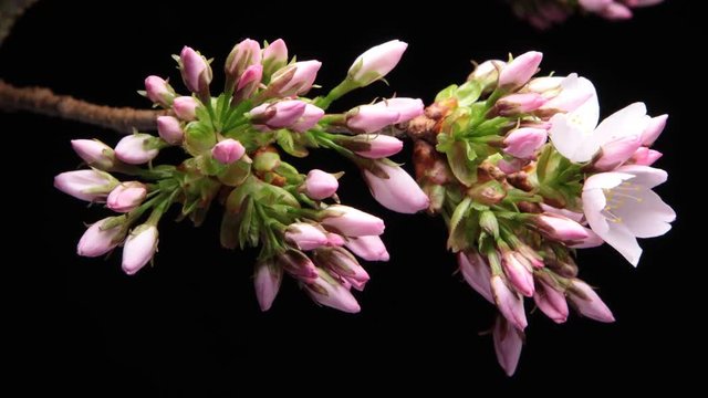 Pink Flower timelapse Crab-apple flower blossom blooming on branch