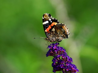 Admiral,Falter,Schmetterling
