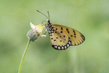 Plain Tiger Butterfly sucking nectar from yellow flowers ..