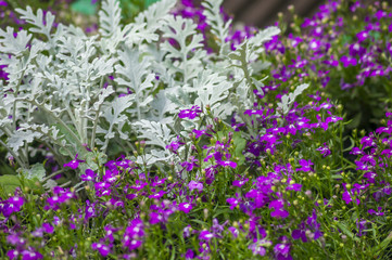 Obraz premium background of purple small flowers and white leaves