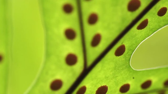 Video bright positive green tropical nature fern background. Close up macro shot of leaves and spore full frame