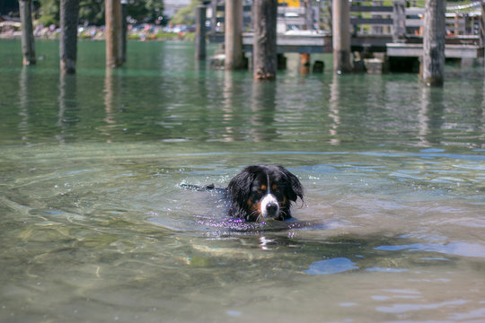 Schwimmender Berner Sennen Hund im Wasser