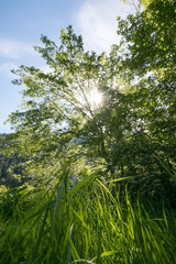 Obraz na płótnie Canvas Sonne bricht durch die Blätter und Grashalme, Froschperspektive