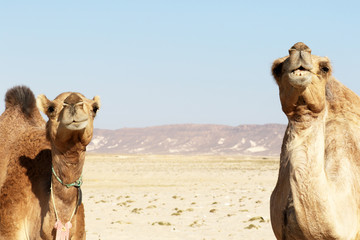 Two Camels with a funny facial expression