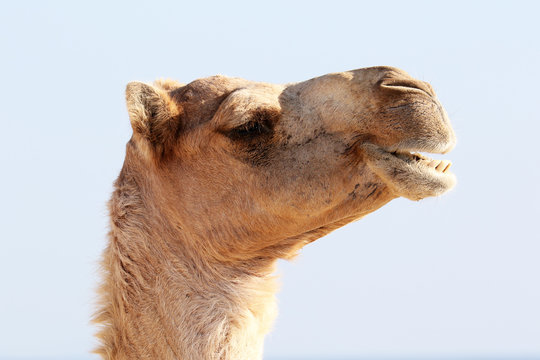 Camel with a funny facial expression