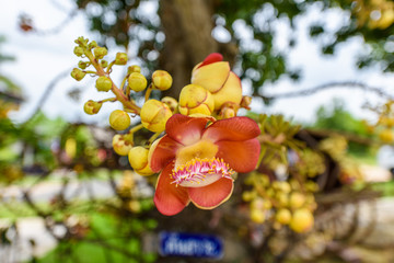 Cannonball flower or Sal flower on tree