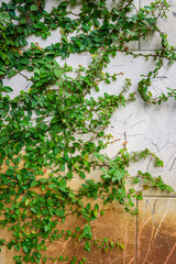 climbing plants on the wall background