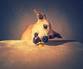Portrait of hanting whippet dog