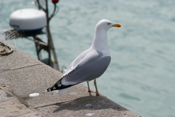 Goéland sur bord de quai